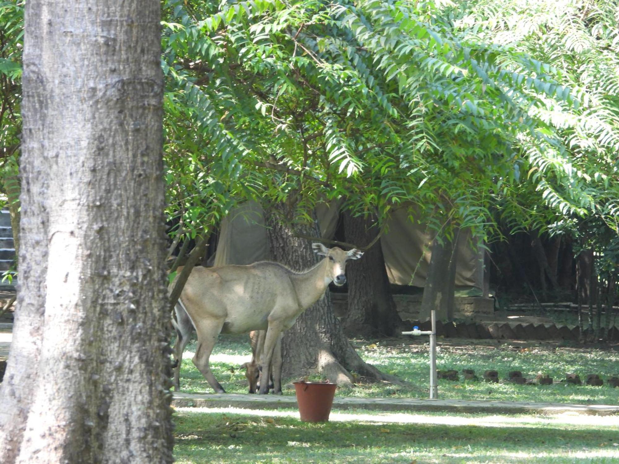Lumbini Buddha Garden Resort Exterior photo