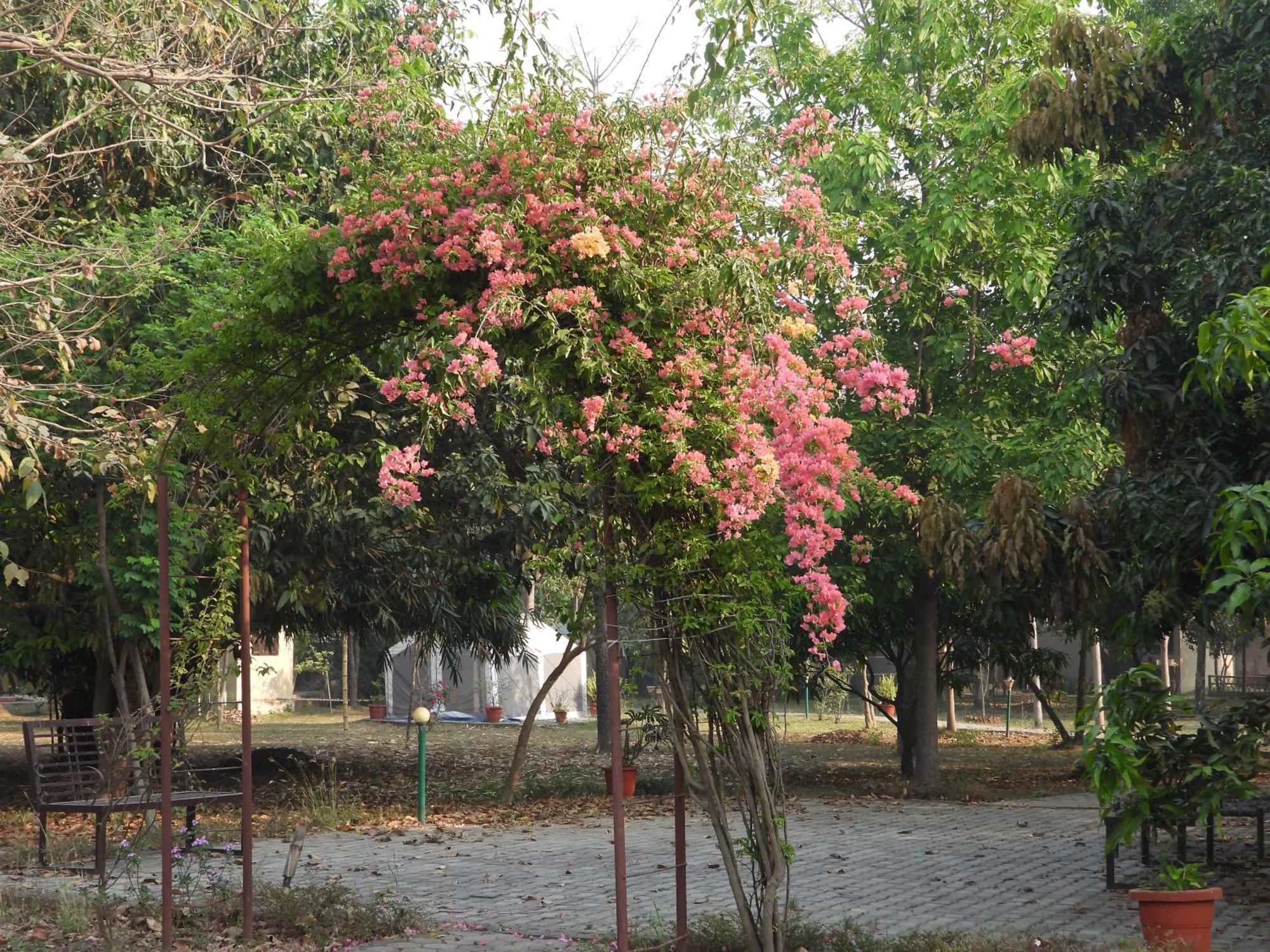 Lumbini Buddha Garden Resort Exterior photo